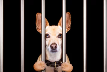 Papier Peint photo Chien fou criminal dog behind bars in police station, jail prison, or shelter  for bad behavior