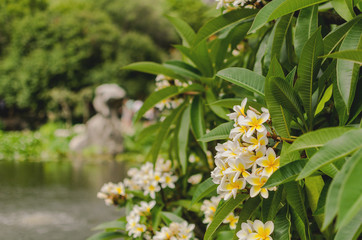 Flowers in Chinese Garden