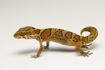 Ground gecko, Geckoella sp Bangalore, Karnataka