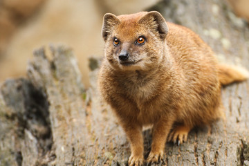 mangusta fox on the trunk