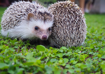 Young hedgehog Two lovely are walking on a lawn in a green garden. The image is beautiful.