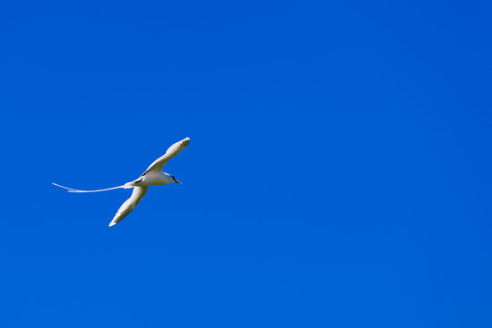 pha&eacute;ton, paille-en-queue sur fond de ciel bleu, oiseau embl&eacute;matique de l'&icirc;le de la R&eacute;union