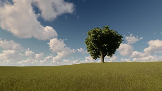 Single tree on a summer meadow