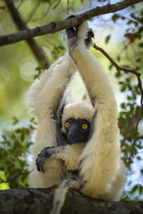 Van Der Decken's Sifaka - Propithecus deckenii, dry forest Madagascar west coast. Tsingy. Cute primate. Madagascar endemite.