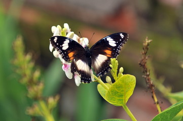 Butterflies on the flowers of bushes. Bali Island, Indonesia