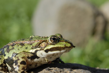 Frosch