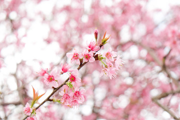 Obraz na płótnie Canvas Close up of beautiful pink cherry blossom in winter ,Thai sakura at Chaing Mai