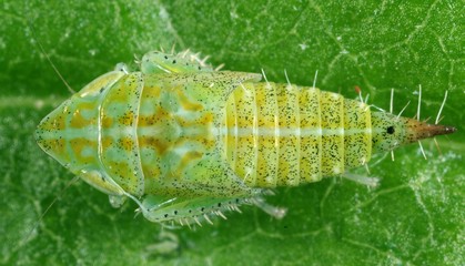 Larva, nymph of Fieberiella leafhopper from the family Cicadellidae on a leaf of grass.