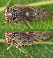Idiocerus herrichii leafhopper from the family Cicadellidae on leaf, from the top and side.