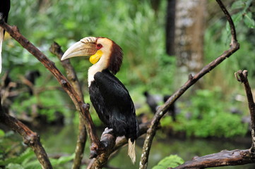 tropical bird with long beak