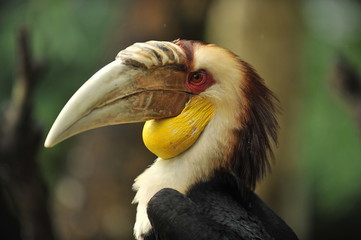 tropical bird with long beak
