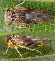 Male of Idiocerus stigmaticalis leafhopper from the family Cicadellidae on leaf, from the top and side