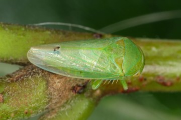 Batracomorphus allionii leafhopper from the family Cicadellidae