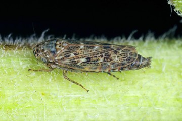 Female of Euscelis distinguendus a leafhopper from the family Cicadellidae on a leaf of grass