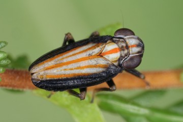Male of Ommatidiotus dissimilis is a planthopper from the family Caliscelidae, on leaf