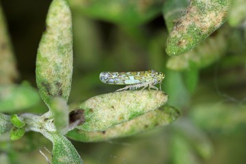 The Ligurian leafhopper Eupteryx decemnotata from the family Cicadellidae on damaged leafs of thyme.