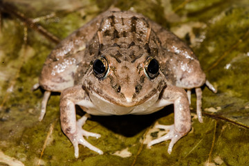 Leptodactylus fuscus