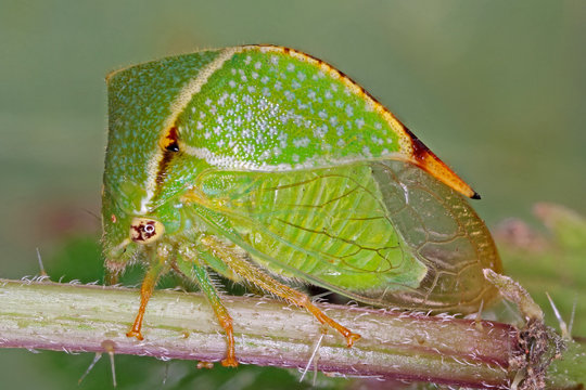 Buffalo treehopper Stictocephala bisonia treehopper belonging to the subfamily Membracinae