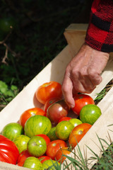 Fototapeta na wymiar récolte de tomates au potager