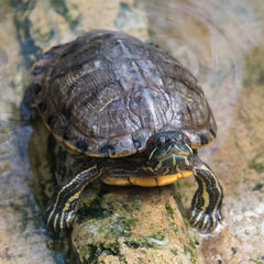 red eared slider turtle, tortoise in the pond
