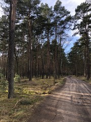 Weg durch den Wald 