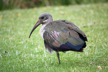 Obraz premium Bird with long beak, Africa
