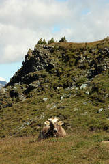 Cow resting at meadow