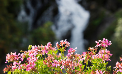 Flower under evening sunlight with blurred waterfall background