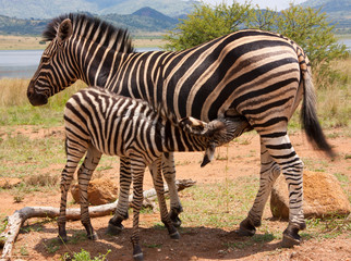 Fototapeta na wymiar Mother Zebra feeding young one