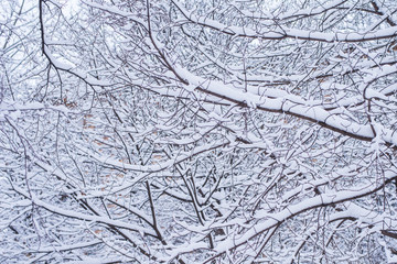 Branches of trees covered with snow - winter background