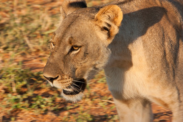 Walking Lioness Face detail