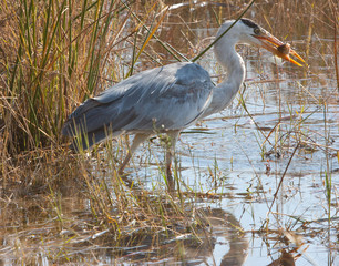 Heron catching fish