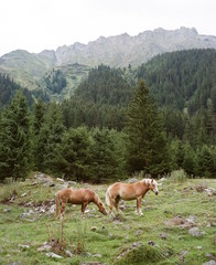 Fototapeta na wymiar Two wild horses in the mountains of Tyrol with Mountains and Forrest in the background