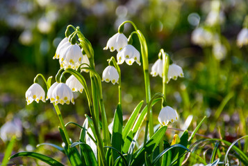 Beautiful blooming of White spring snowflake flowers in springtime. Snowflake also called Summer...
