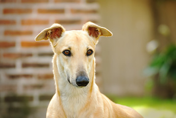 Portrait of a galgo outdoor in summer
