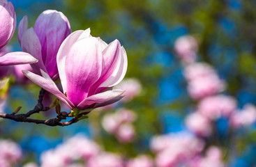 beau fond de printemps. Fleurs de Magnolia agrandi sur une branche. arrière-plan flou du jardin fleuri