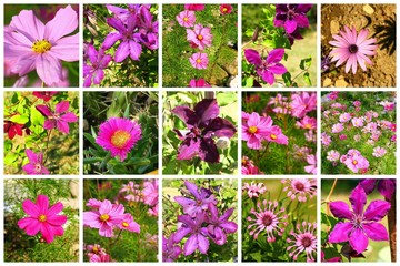 composition de fleurs mauves © Monique Pouzet