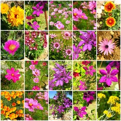 une composition de fleurs © Monique Pouzet