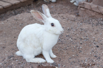 White Rabbit select focus blurry background,Beautifull white Rabbit soft focus