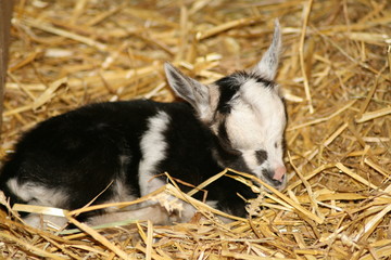 veau