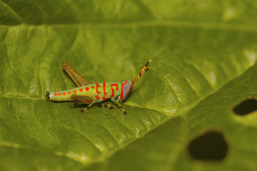 Little Clown Grasshopper, Pondicherry, Tamilnadu