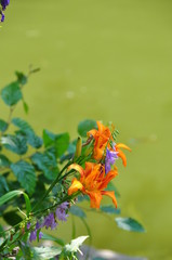 flower, nature, green, plant, macro, insect, leaf, spider, summer, garden, red, flowers, closeup, leaves, spring, blue, flora, yellow, wild, tree, grass, beauty, autumn, white, color