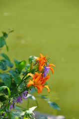 flower, nature, plant, orange, green, flowers, macro, summer, red, garden, yellow, beauty, flora, spring, blossom, leaf, orchid, bloom, color, lily, petal, closeup, stem, tree, floral