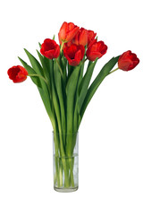 Red bright tulips isolated on white background