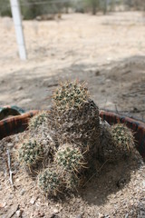 cactus desierto 