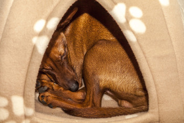 Red Miniature pinscher sleeping