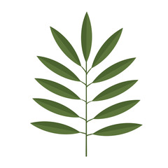 Fototapeta na wymiar Green plant leaf. Isolated vector illustration on white background.