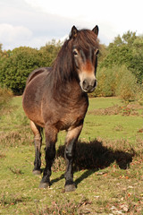 Obraz premium Exmoor pony on the meadow in Sutton Park.