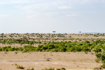 View of the savannah in Maasai Mara Park Kenya