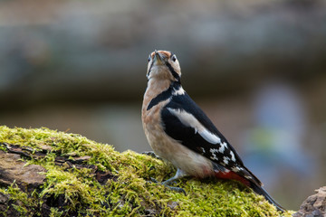 wildlife photo - great spotted woodpecker standing on old wood with moss in deep forest, Slovakia, Europe